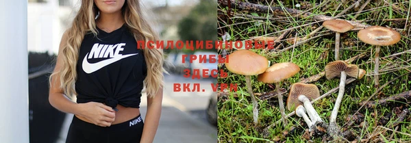 ГАЛЛЮЦИНОГЕННЫЕ ГРИБЫ Алзамай